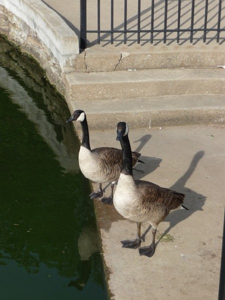 Geese (9).JPG